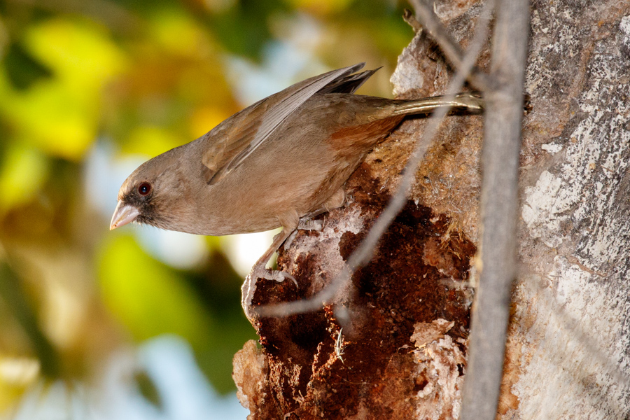 Abert's Towhee