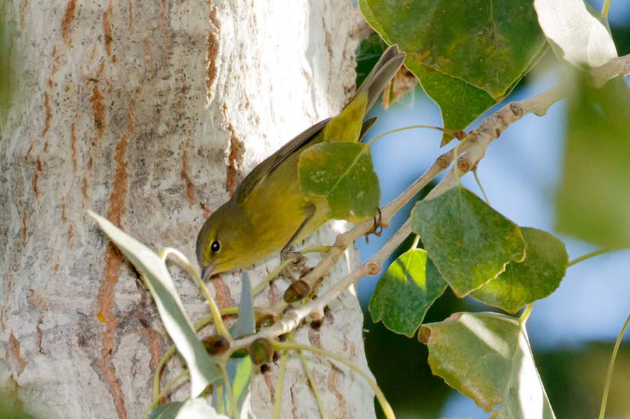 Orange-crowned Warbler