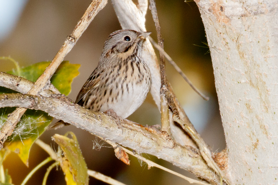 Lincoln\'s Sparrow