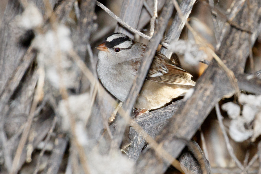 White-crowned Sparrow