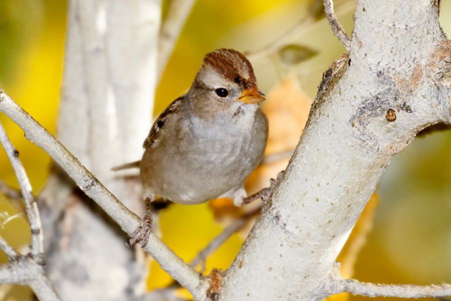 White-crowned Sparrow