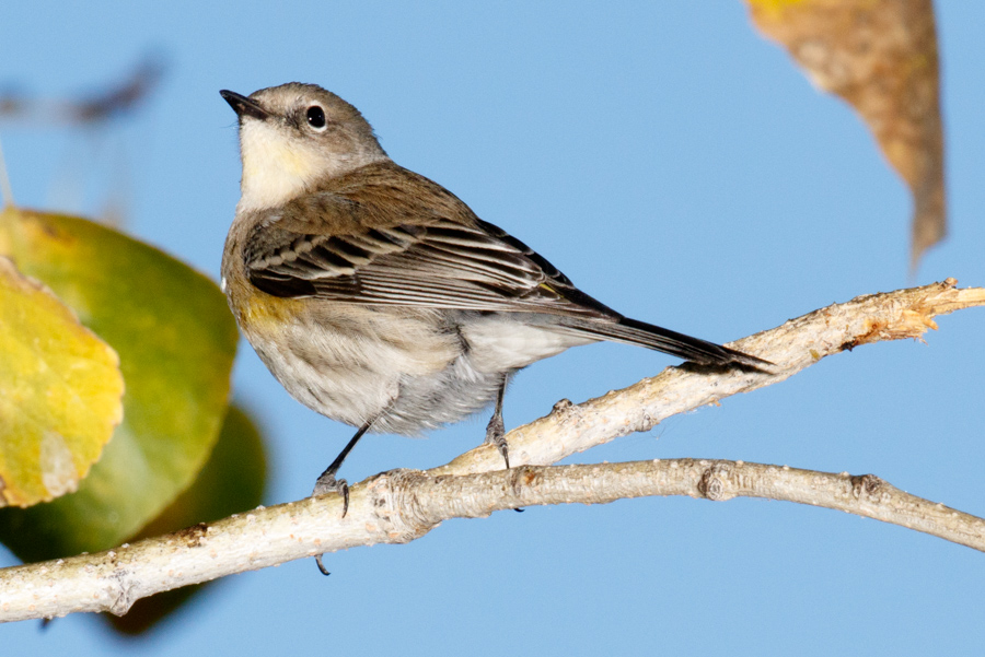 Yellow-rumped Warber