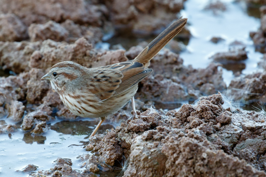 Song Sparrow