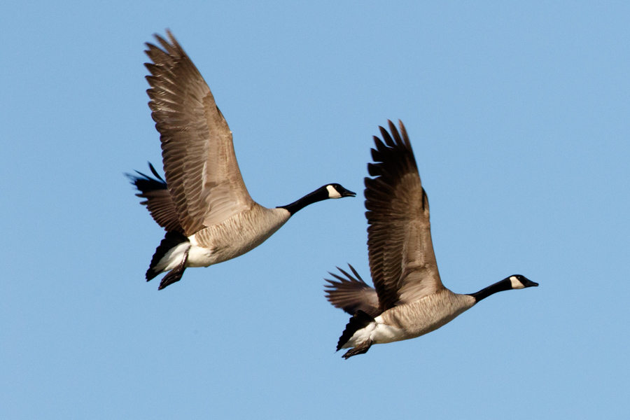 Canada Geese