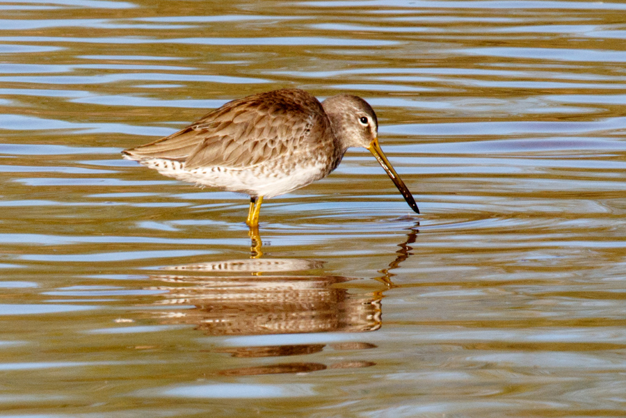 Long-billed Dowitcher