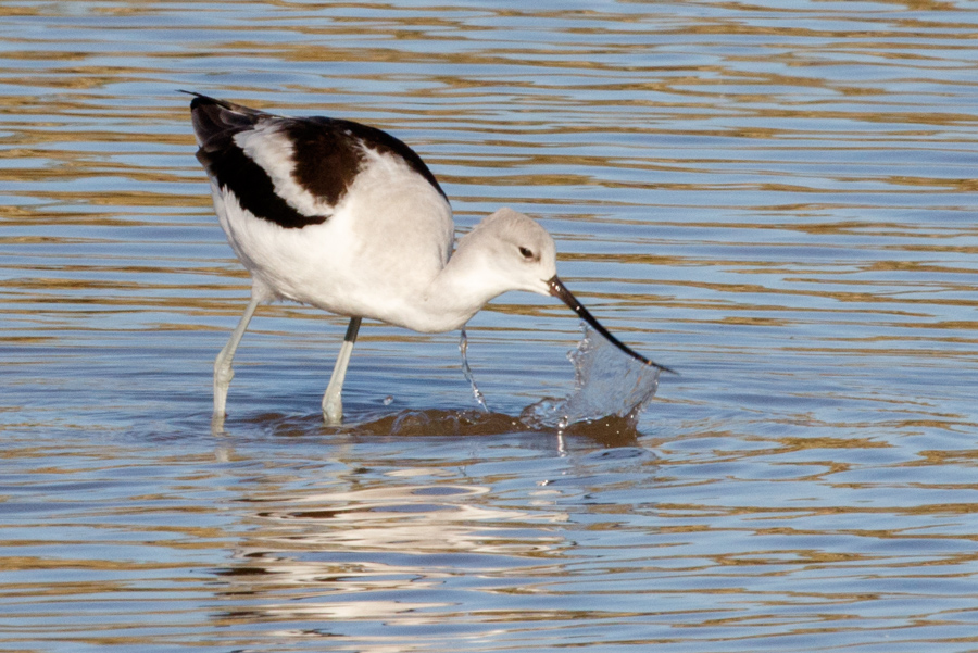 American Avocet