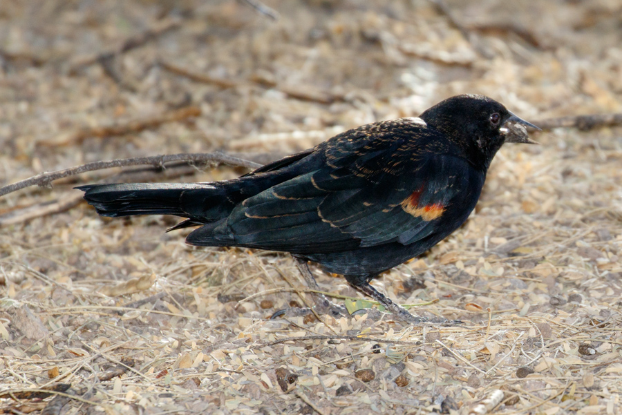 Red-winged Blackbird