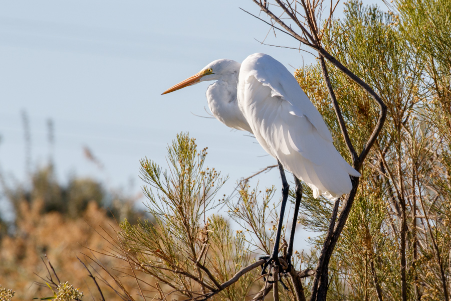 Great Egret