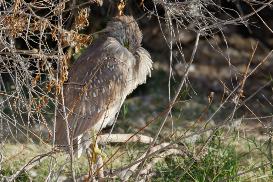 Black-crowned Night Heron