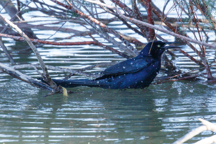 Great-tailed Grackle