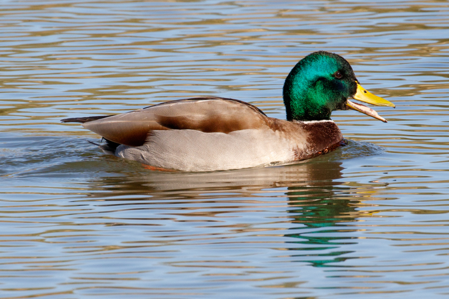 Mallard