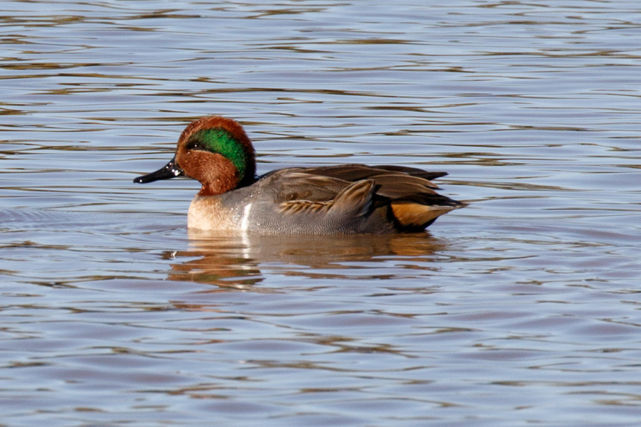 Green-winged Teal