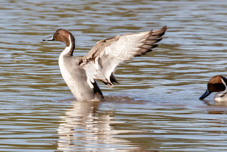 Northern Pintail