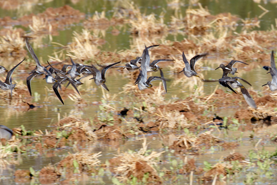 Long-billed Dowitcher