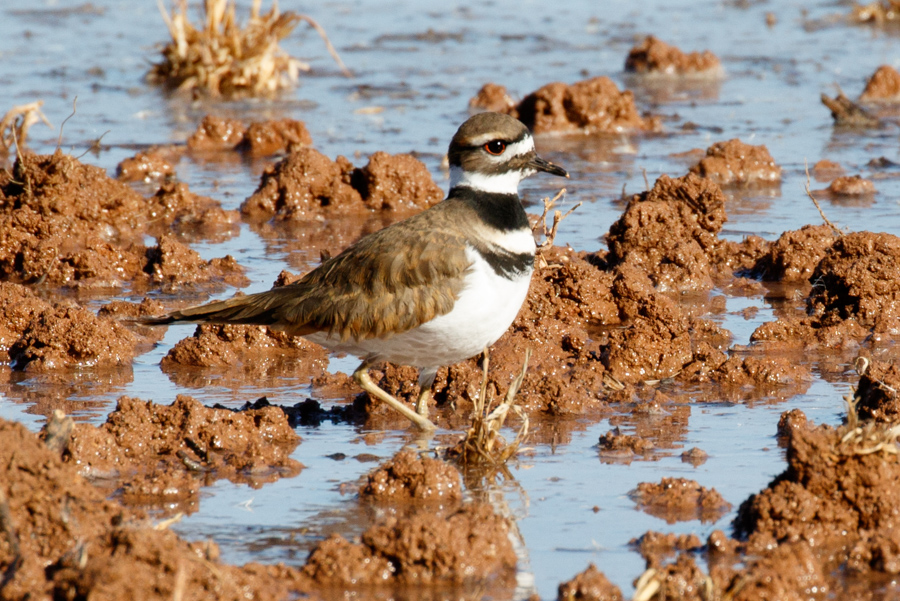 Killdeer