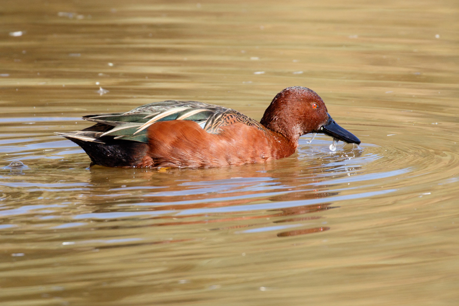 Cinnamon Teal