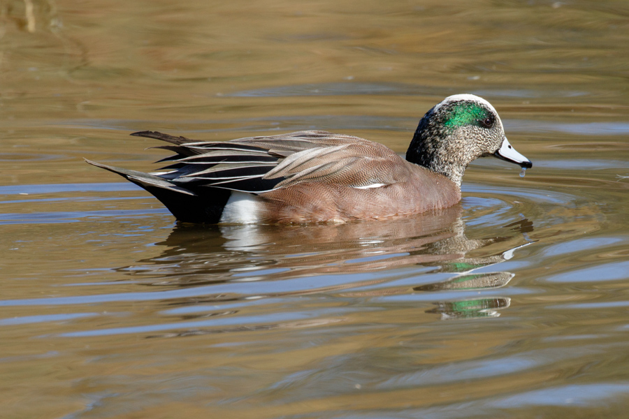 American Wigeon