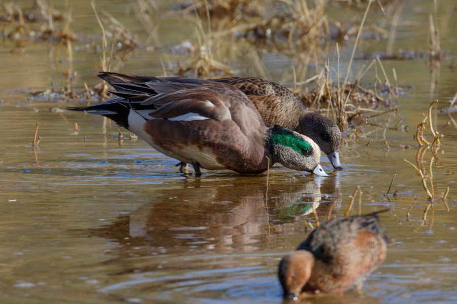 American Wigeon