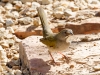 Green-tailed Towhee