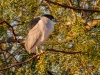 Black-crowned Night Heron