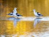 American Avocet