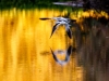 American Avocet