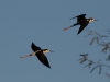 Black-necked Stilts