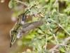 Anna's Hummingbird