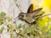 Anna's Hummingbird