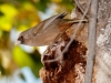 Abert's Towhee