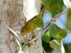 Orange-crowned Warbler