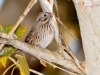 Lincoln's Sparrow