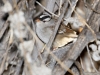 White-crowned Sparrow