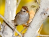 White-crowned Sparrow