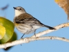 Yellow-rumped Warber