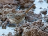 Song Sparrow