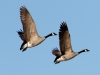 Canada Geese