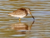 Long-billed Dowitcher