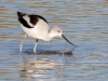 American Avocet