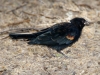 Red-winged Blackbird