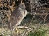 Black-crowned Night Heron