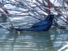 Great-tailed Grackle