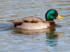 Mallard