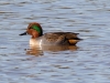 Green-winged Teal