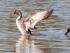 Northern Pintail