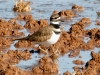 Killdeer