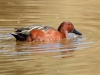 Cinnamon Teal