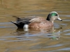 American Wigeon