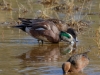 American Wigeon
