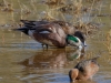 American Wigeon